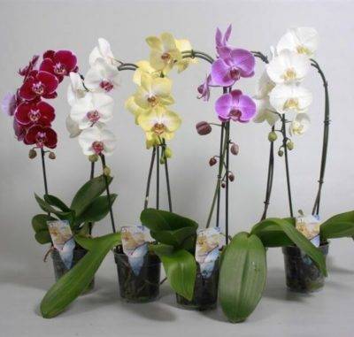 Можно ли сажать орхидею в землю