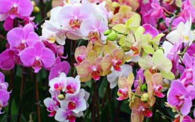 Земля для орхидеи в домашних условиях