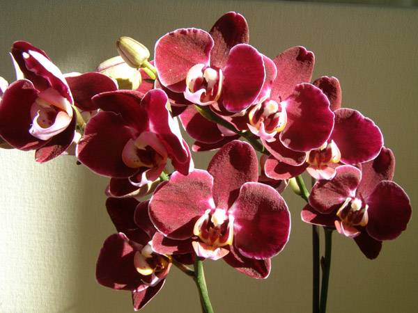 орхидея комнатная