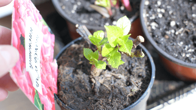 Выращивание гортензии из семян