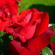 устойчивого сорта роз