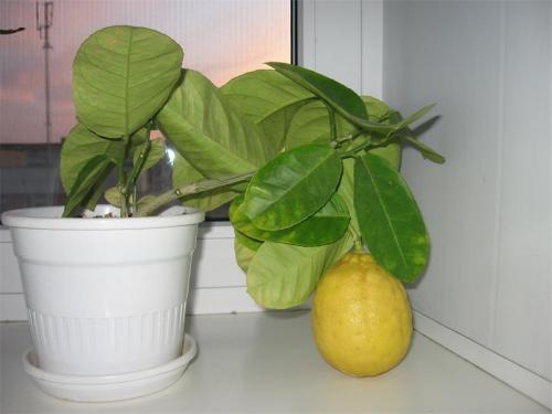 Пересадка лимона в домашних условиях: правила и рекомендации