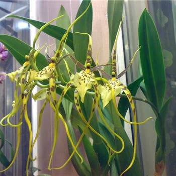 Орхидея брассия уход в домашних условиях