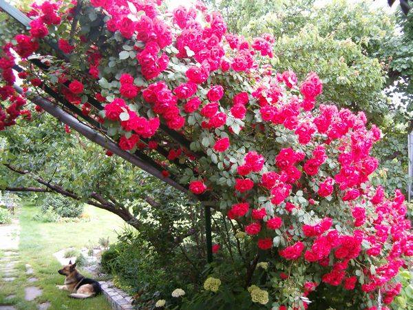 Непрерывно цветущие сорта роз