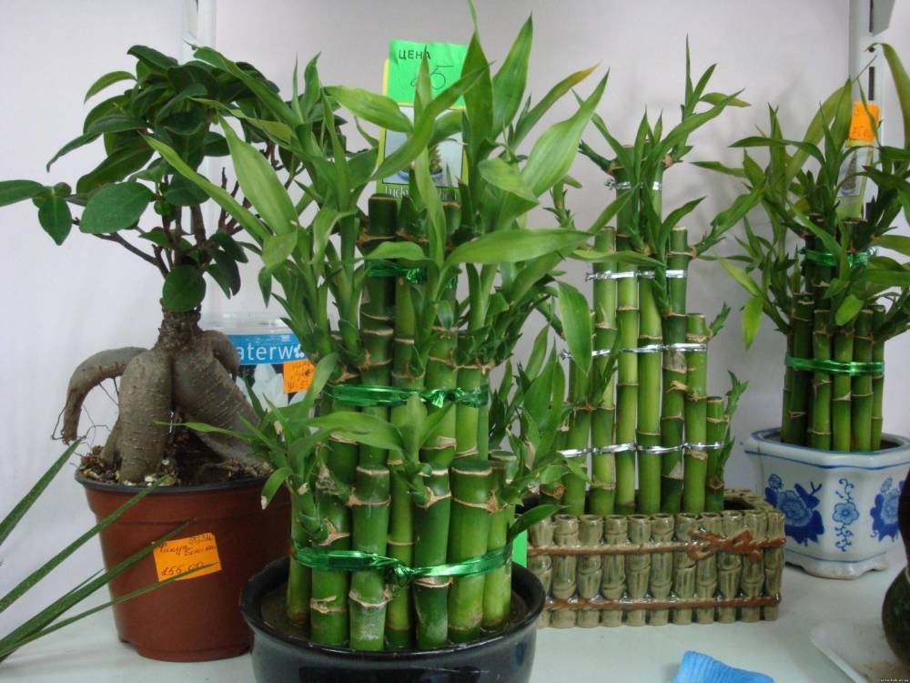 Комнатный бамбук – уход в домашних условиях
