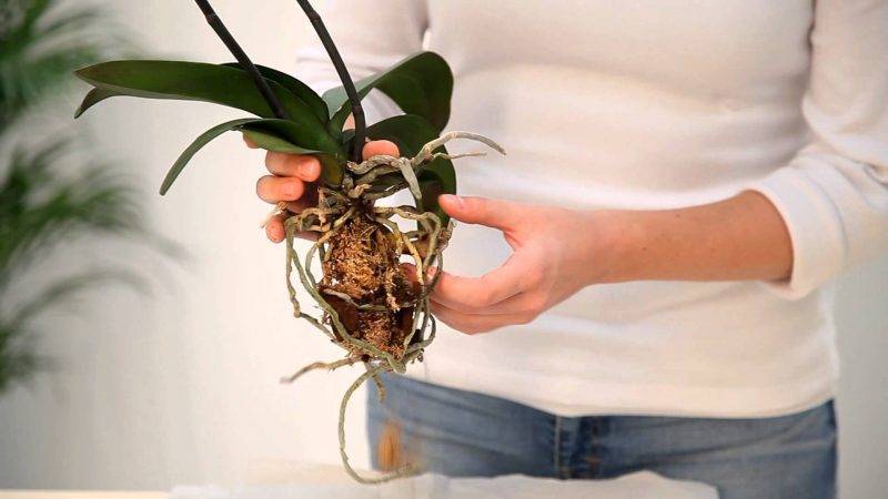 Когда можно пересадить орхидею в домашних условиях