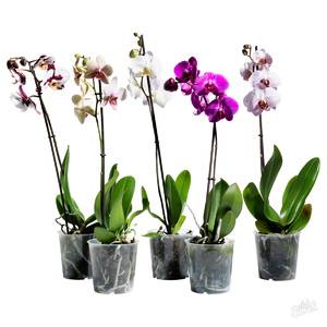 Время и сроки пересадки орхидеи