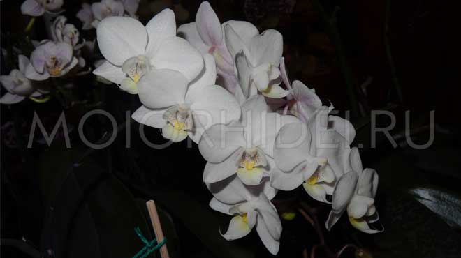 Белые цветы орхидеи миди