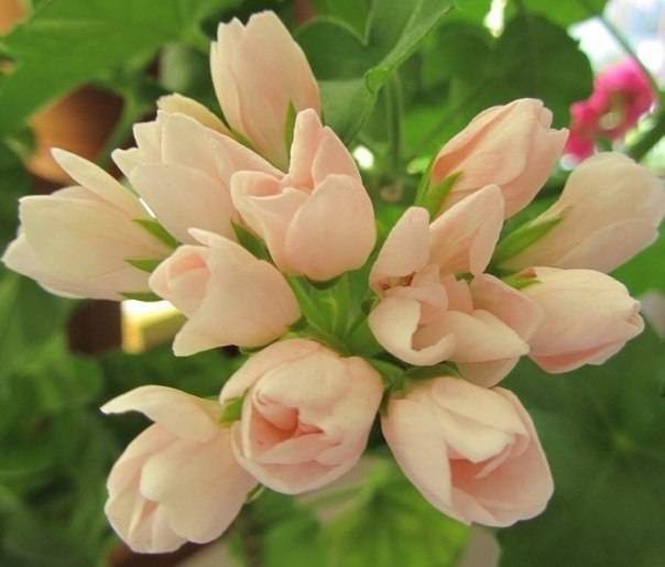Марбаска тюльпан пеларгония