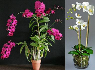 Как ухаживать за цветком орхидея
