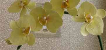 Phalaenopsis orchid repotting. Орхидеи Фаленопсис-Phalaenopsis. Комнатные растения Добровольских #1 / Пересадка орхидей.