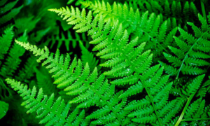 Папоротник - одно из самых древних растений на Земле