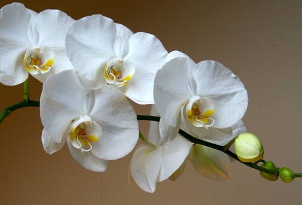 Сколько раз в неделю надо поливать орхидею