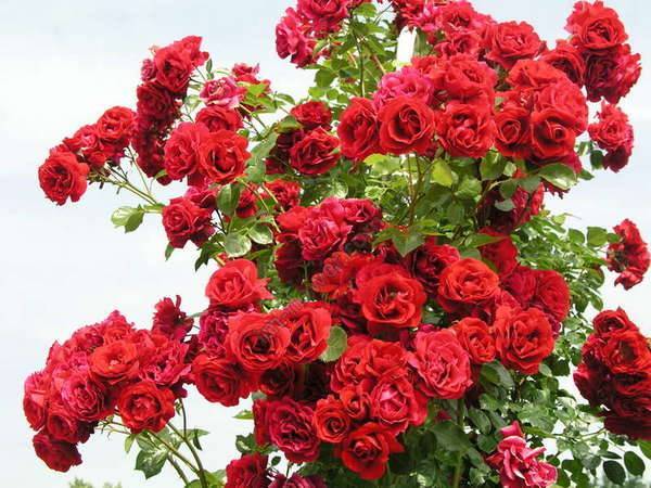 Плетистые розы уход и выращивание