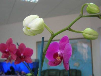 Почему опадают цветы у орхидеи