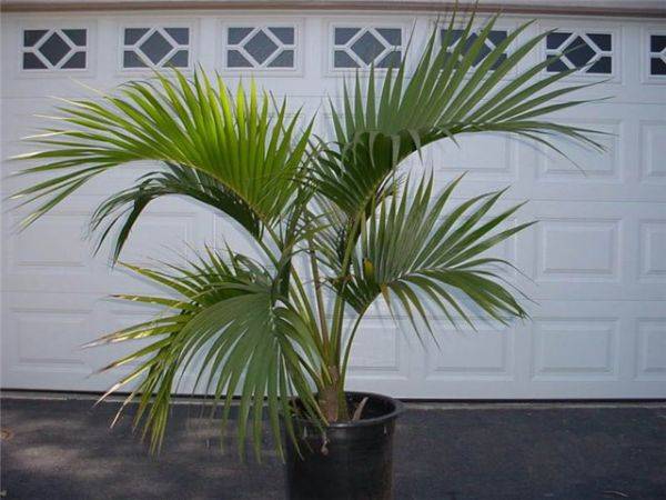 Домашняя пальма Ховея