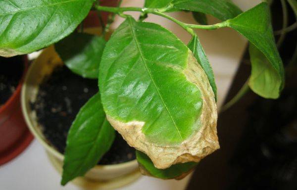 Почему желтеют листья лимона в домашних условиях