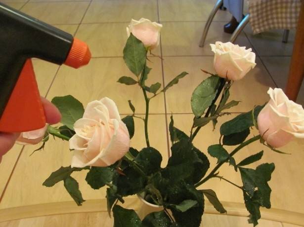 Как сохранить розы в вазе дольше всего