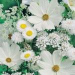 Самые распространенные белые цветы для сада