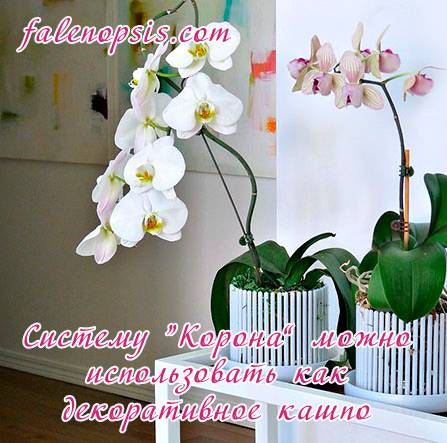 Система Корона для орхидеи фаленопсис