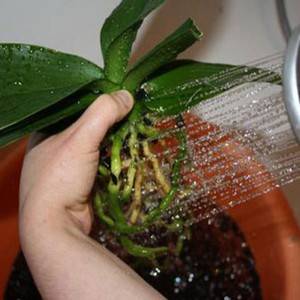 Как растить орхидею в домашних условиях