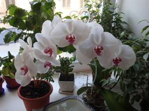 Как растить орхидею в домашних условиях