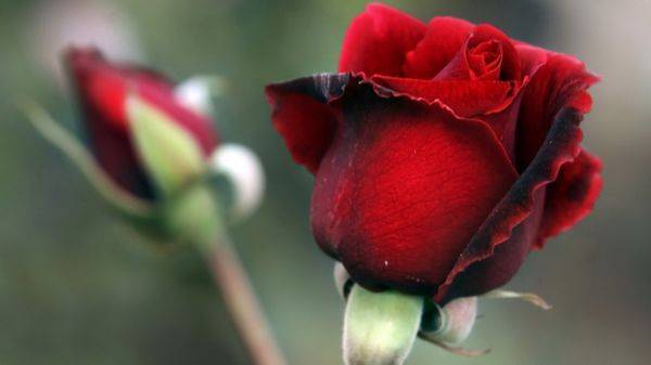 Какая роза самая красивая