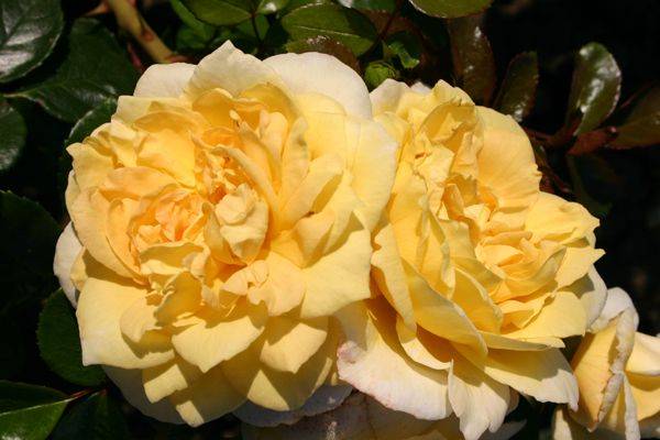 Желтая роза сорта