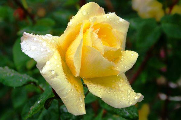 Желтая роза сорта