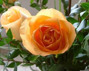 Чайная роза: Выращивание, уход и фото