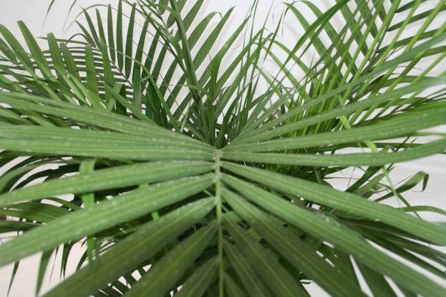 Хамедорея (бамбуковая пальма): уход в домашних условиях