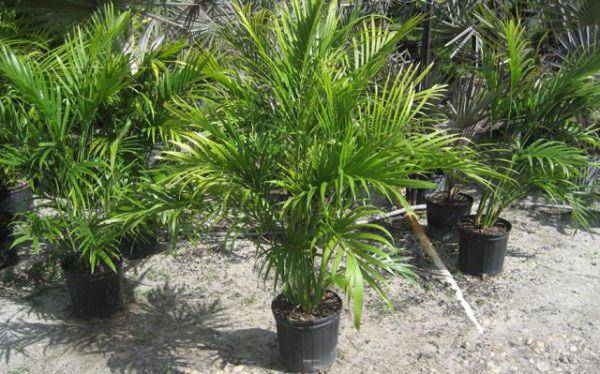 Хамедорея (бамбуковая пальма): уход в домашних условиях