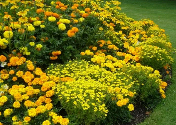 Желтые садовые цветы многолетники