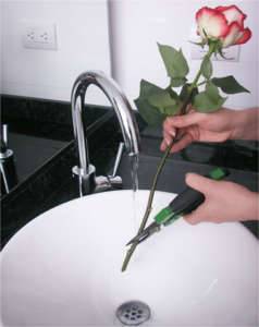 Что нужно сделать чтобы розы в вазе стояли дольше?