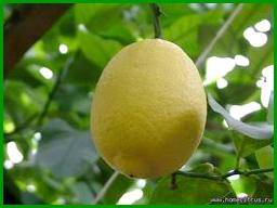 Лимон новогрузинский