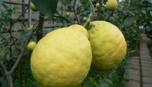 Лимон новогрузинский