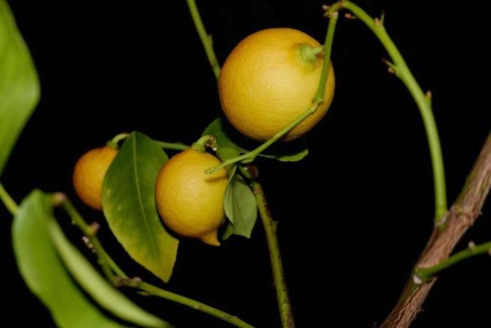 Плодоносящий Новогрузинский лимон