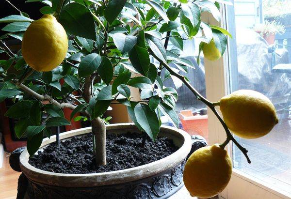 Земля для лимона в домашних условиях