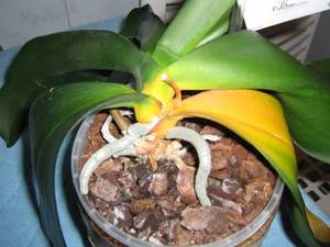 У орхидеи пропадают нижние листья