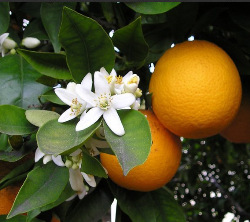 Как вырастить апельсин в домашних условиях?
