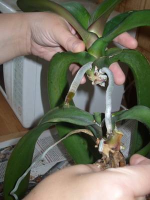 Как размножать орхидеи фаленопсис в домашних условиях
