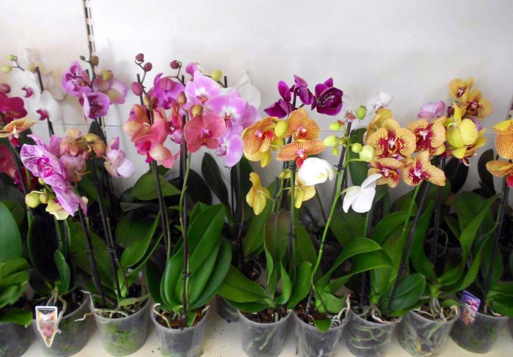 Орхидея Фаленопсис в магазине