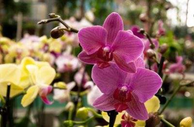 уход за орхидеями фаленопсис после цветения в домашних условиях