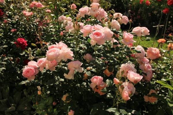 Английские розы по типу куста бывают плетистые, низкие, средние, высокие, густые или разреженные