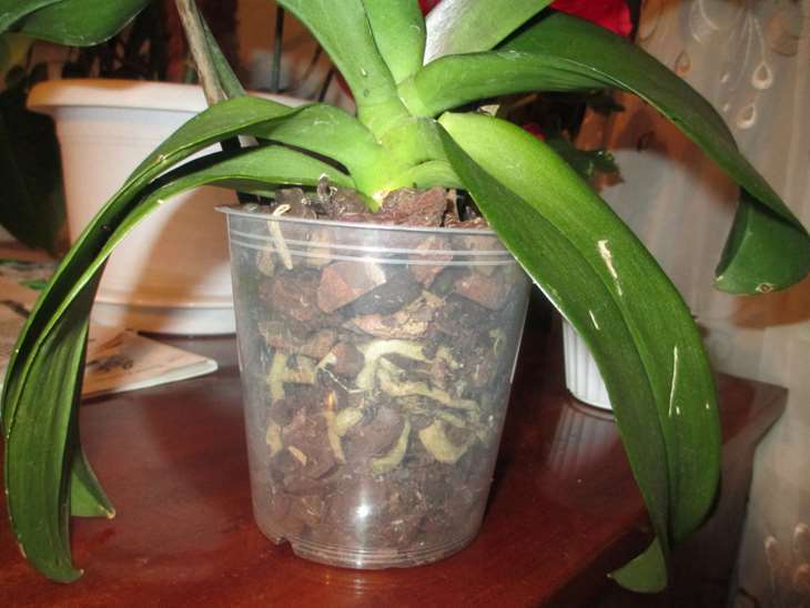 Воздушные корни у орхидеи: что делать и можно ли их обрезать