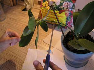 Как можно размножить орхидею в домашних условиях