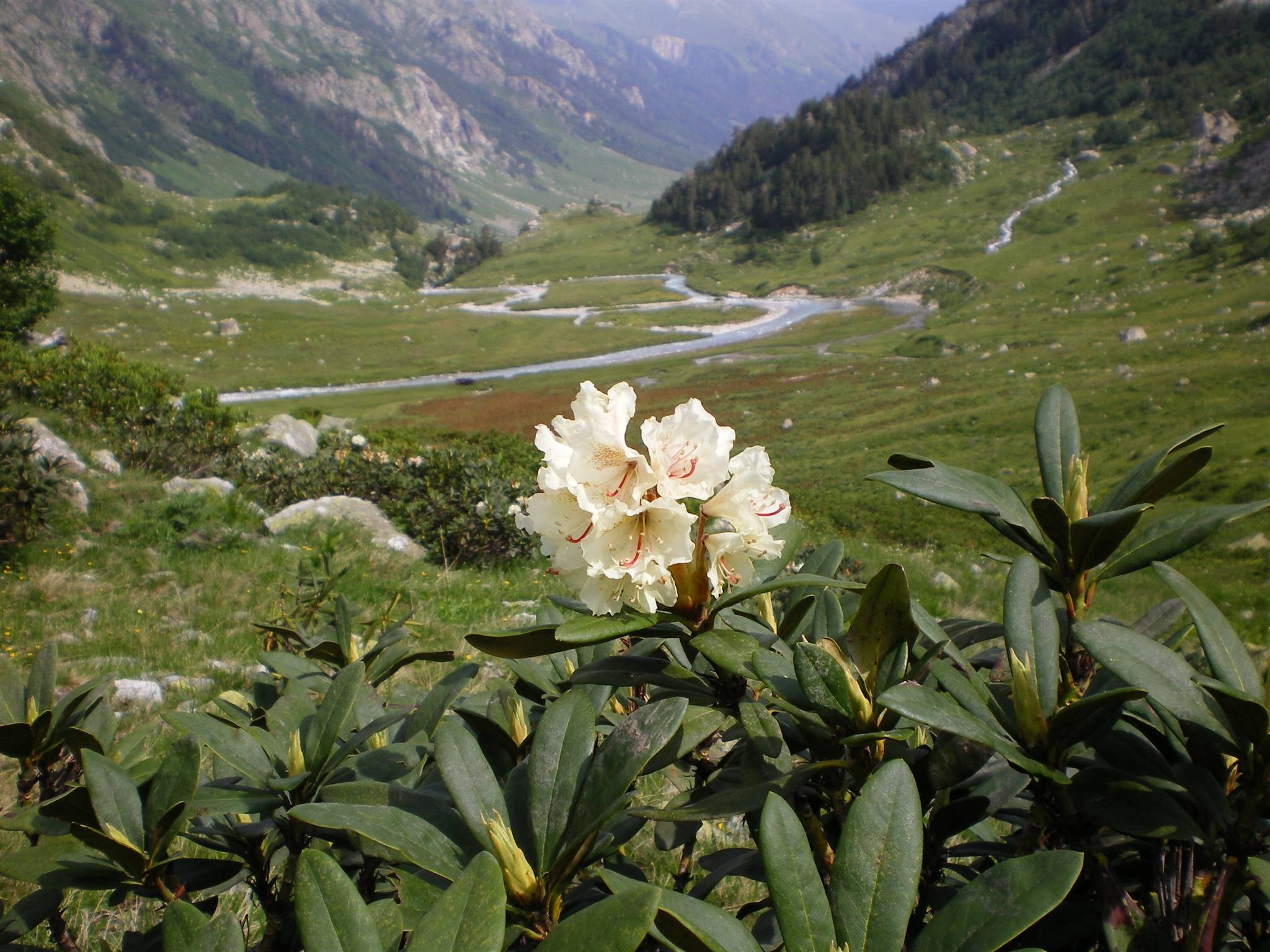 Рододендрон кавказский (Rhododendron caucаsicum)