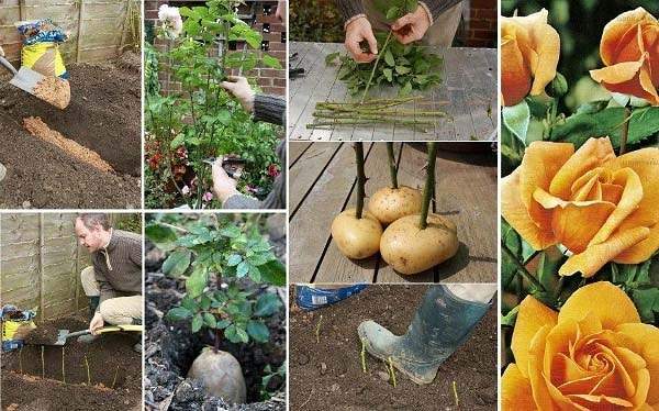 как размножить розы черенками в картошке в домашних условиях