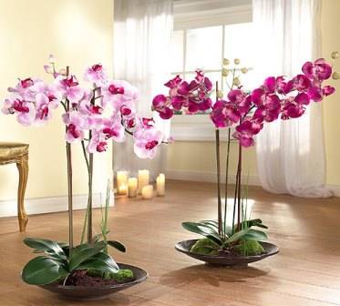 Каждый начинающий цветовод рано или поздно задает себе вопрос о том, как размножить орхидею в домашних условиях