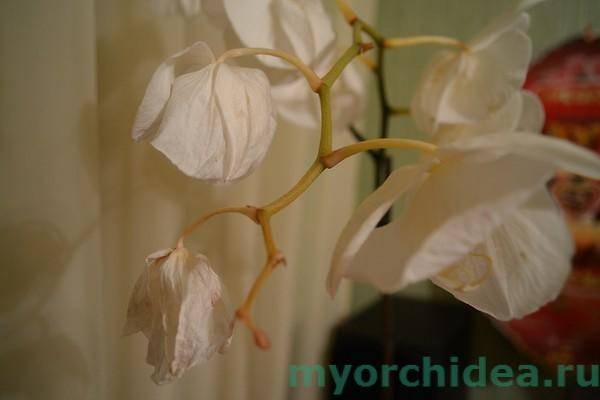 Почему вянут листья у орхидеи фаленопсис